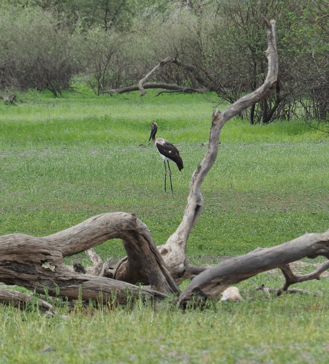 African Woolly-necked Stork - ML624992998