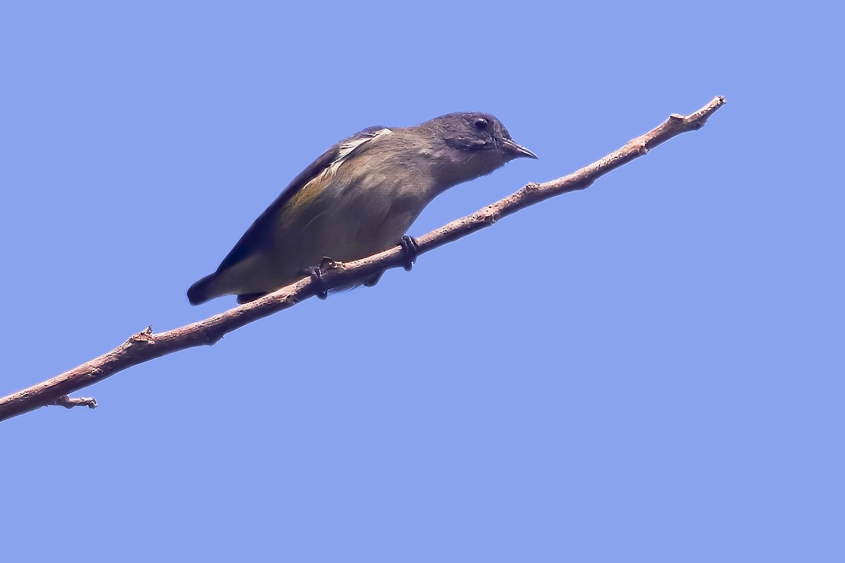 Pygmy Flowerpecker - ML624993221