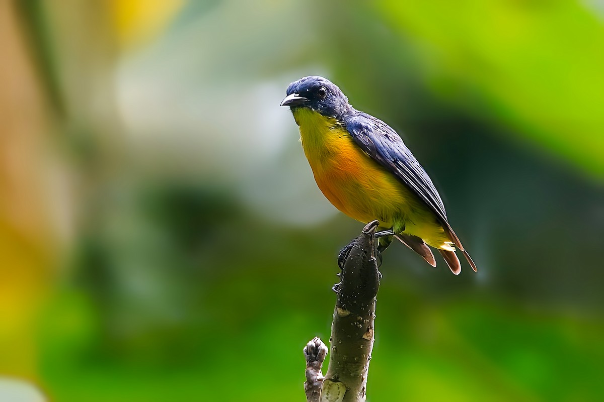 Orange-bellied Flowerpecker - ML624993229