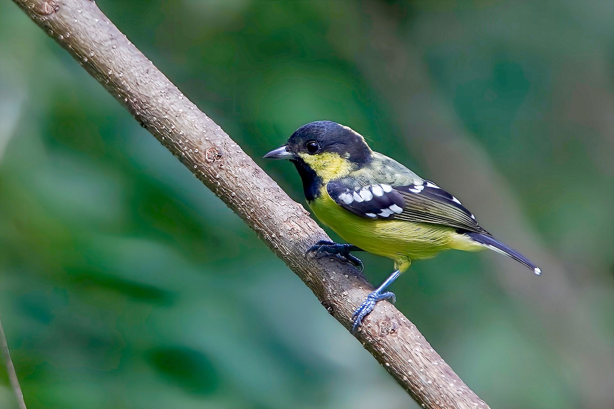 Elegant Tit - ML624993270