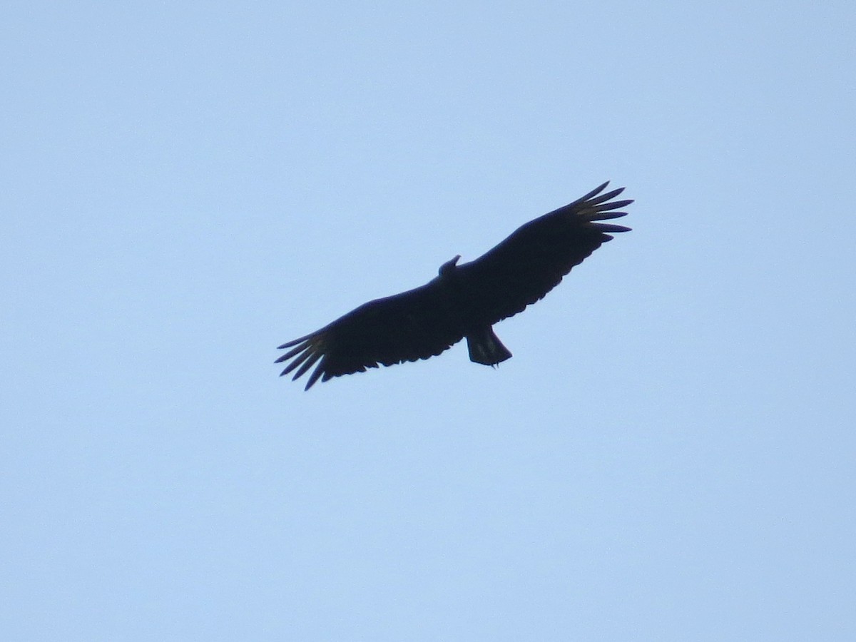 Black Vulture - ML624993313