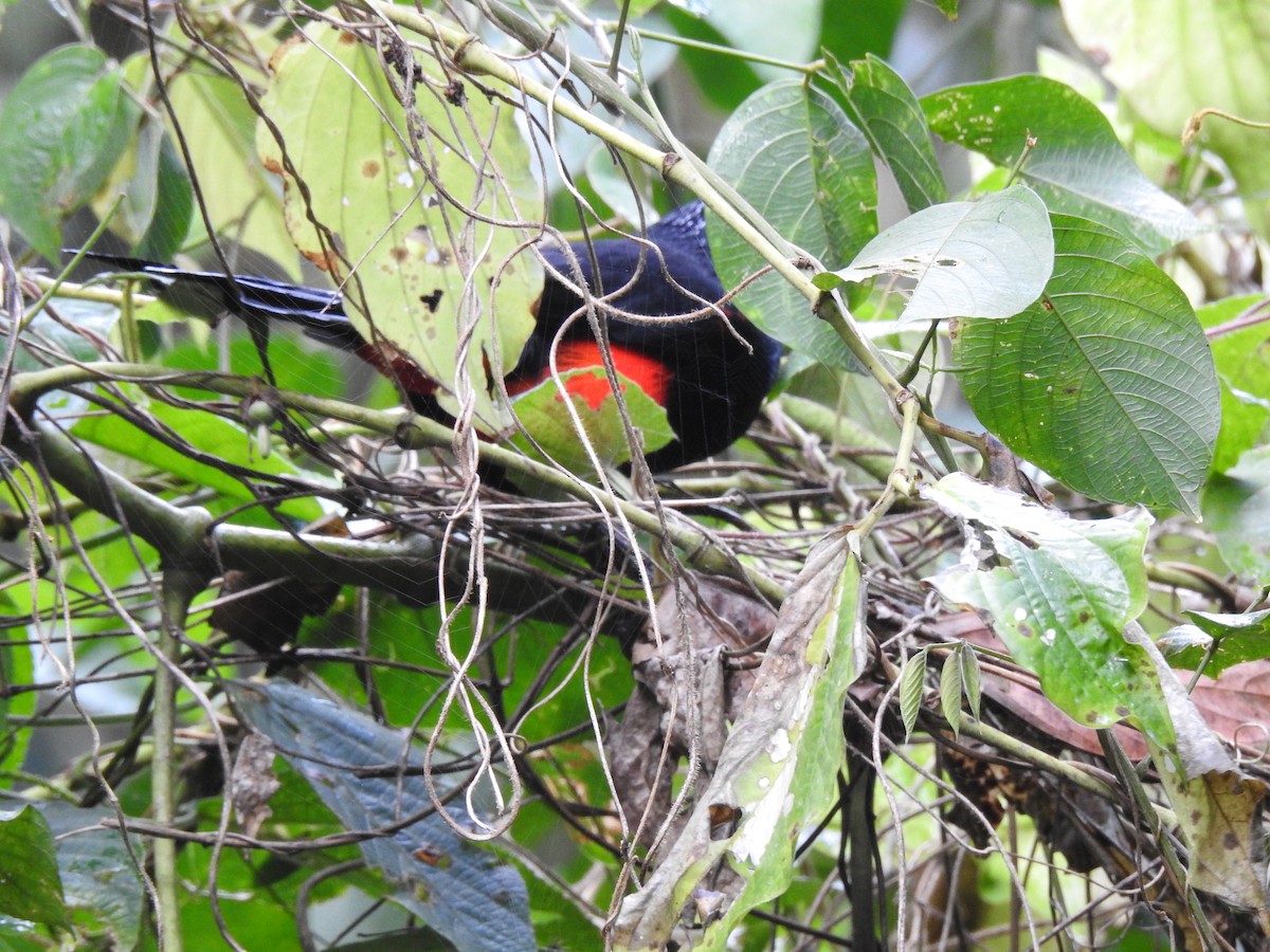 Red-bellied Grackle - ML624993321