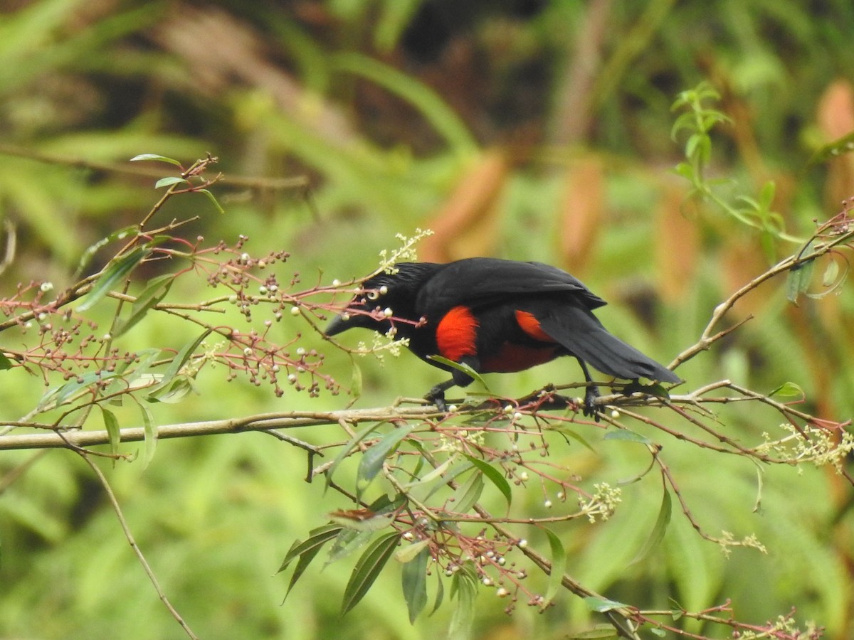 Red-bellied Grackle - ML624993322