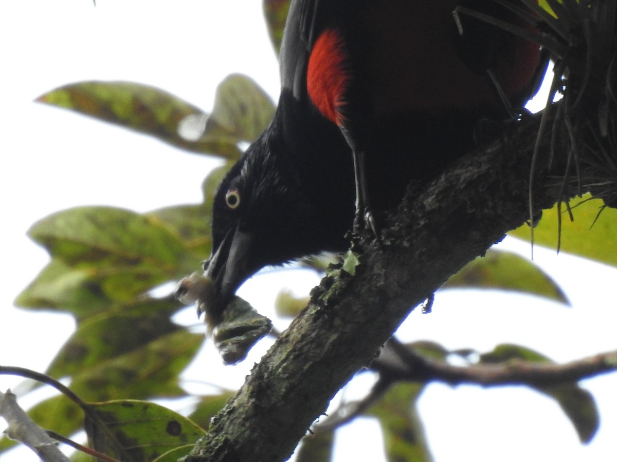 Red-bellied Grackle - Medio Ambiente Envigado