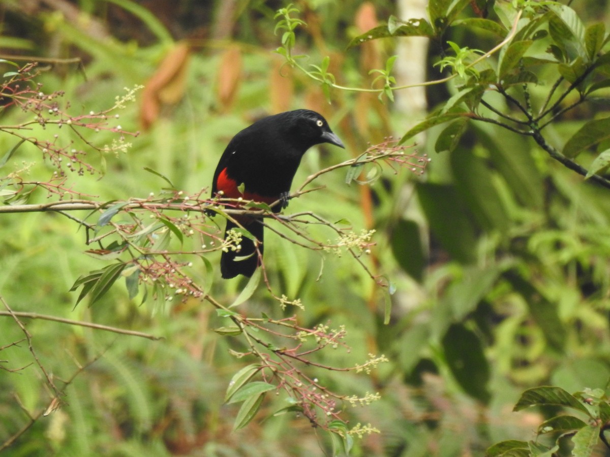 Red-bellied Grackle - ML624993324