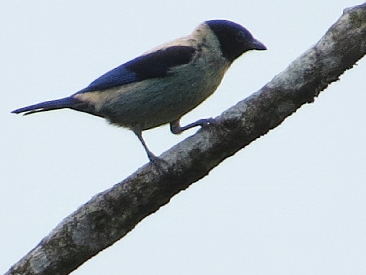 Black-headed Tanager - ML624993330