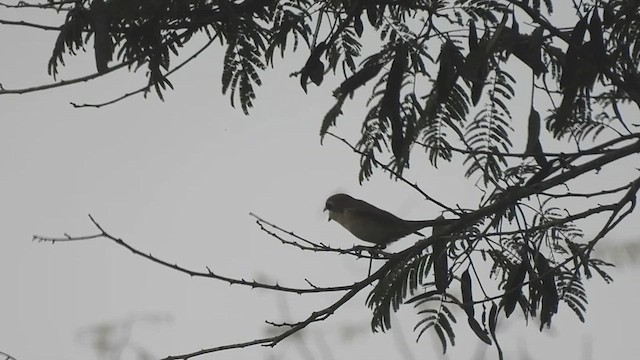 Brown Shrike - ML624993343