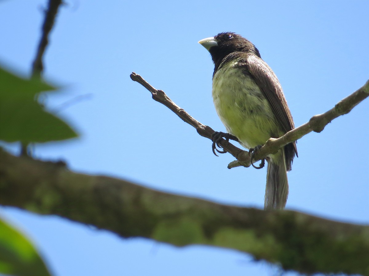 Yellow-bellied Seedeater - ML624993376