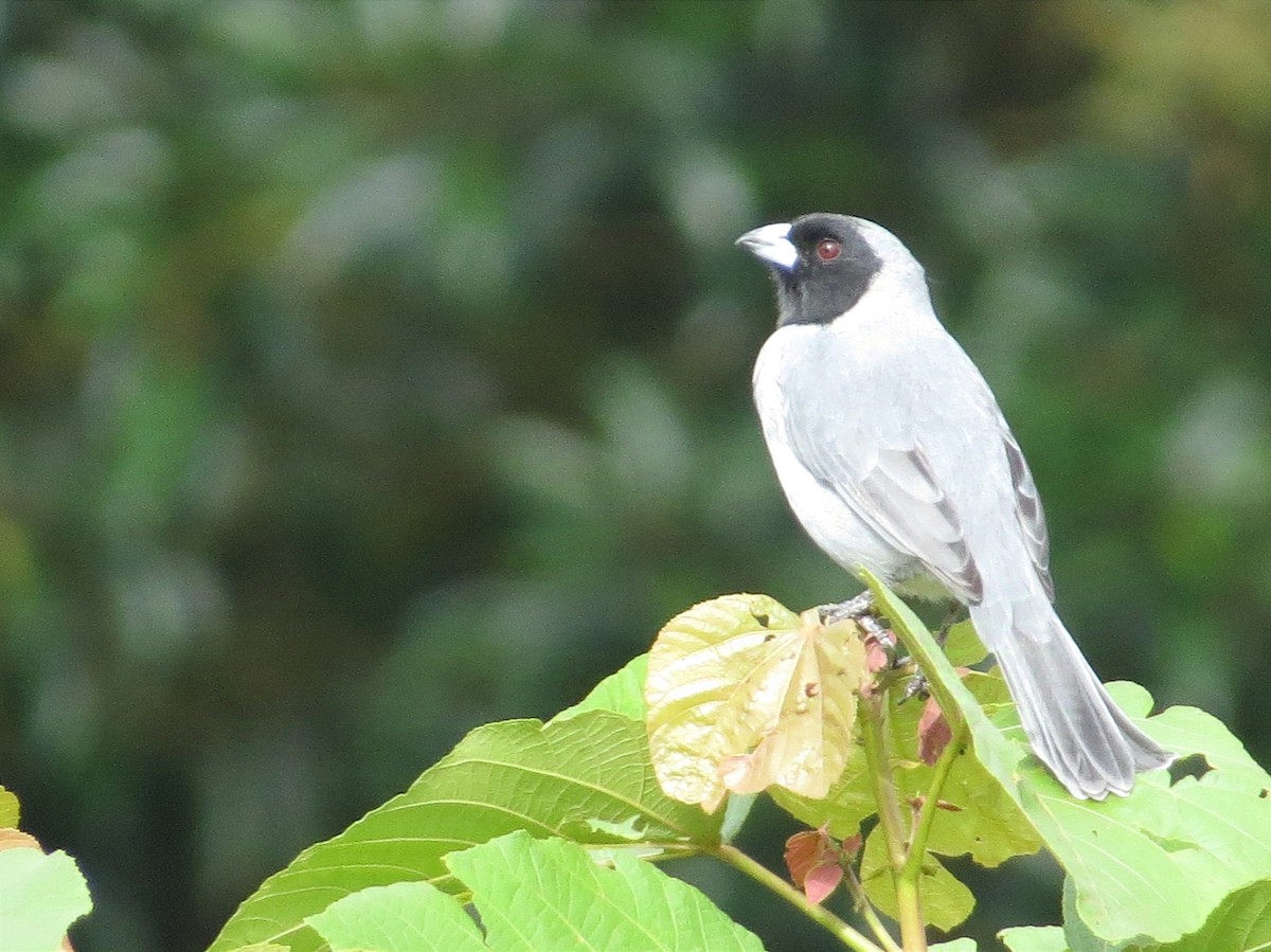 Black-faced Tanager - ML624993409