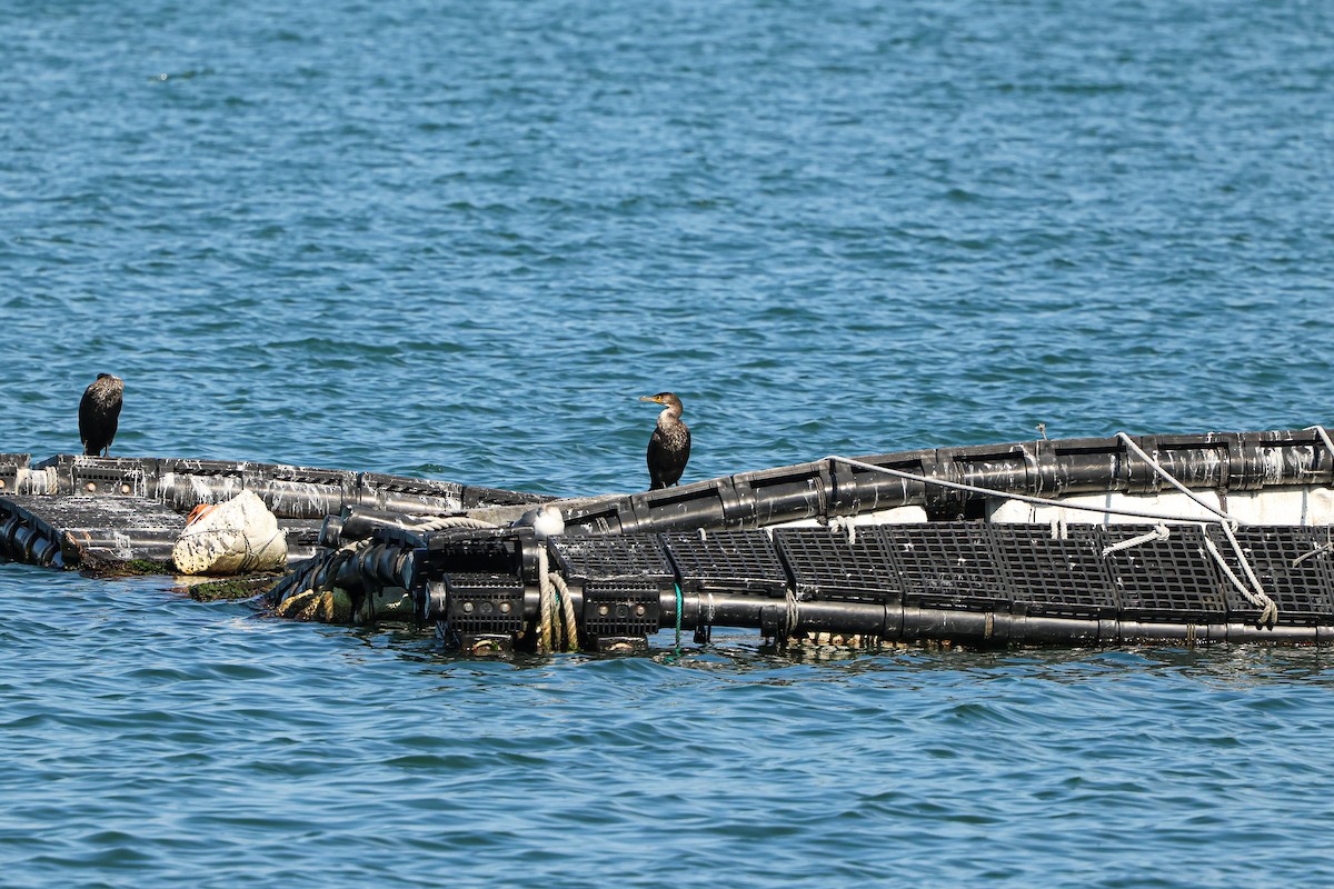 Japanese Cormorant - ML624993475