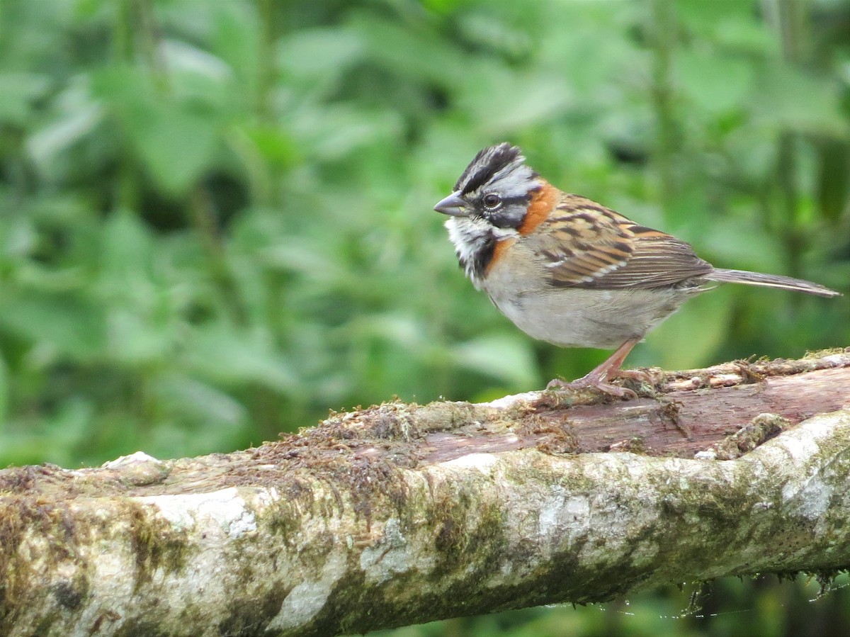 Rufous-collared Sparrow - ML624993489