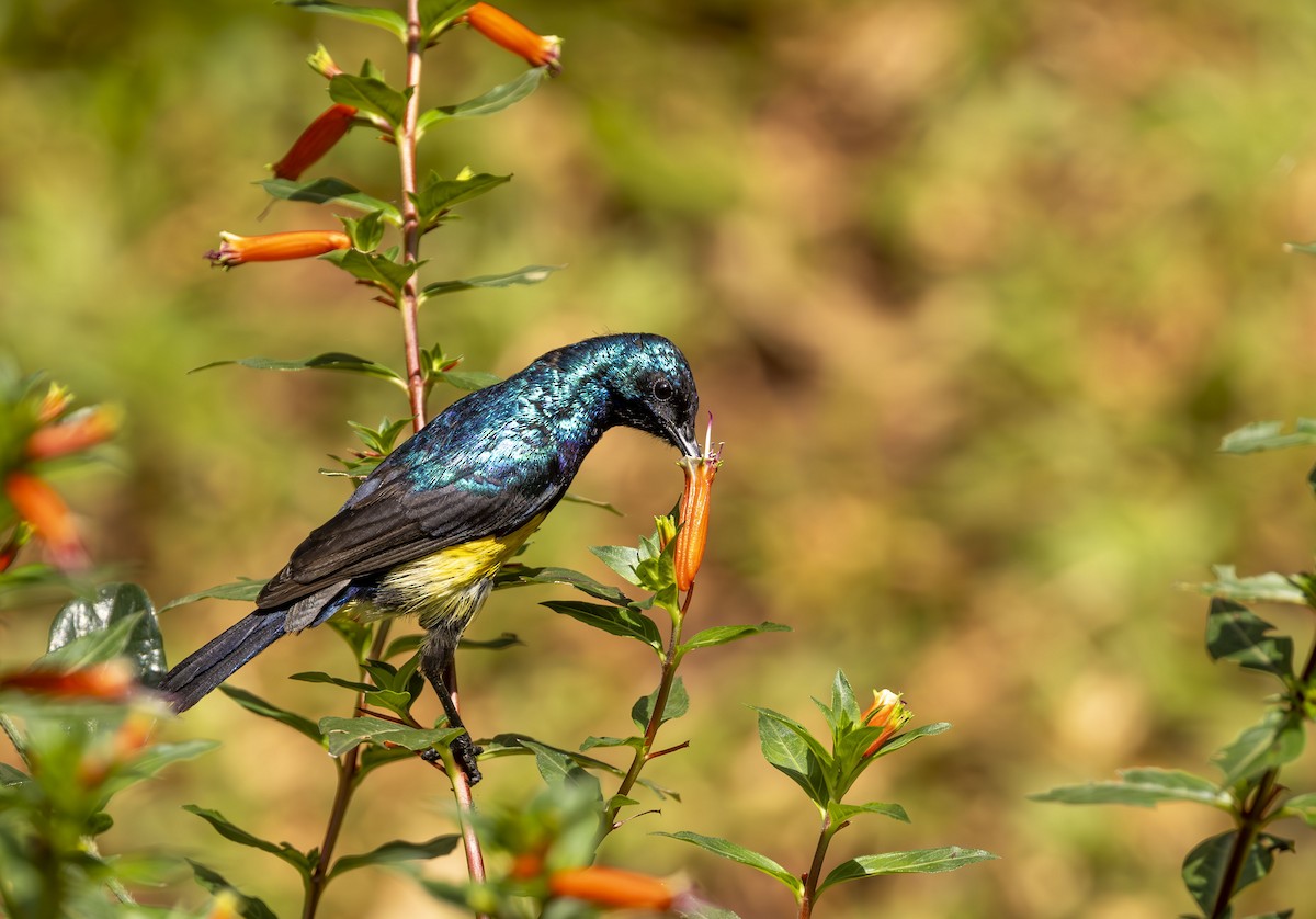 Variable Sunbird - ML624993594
