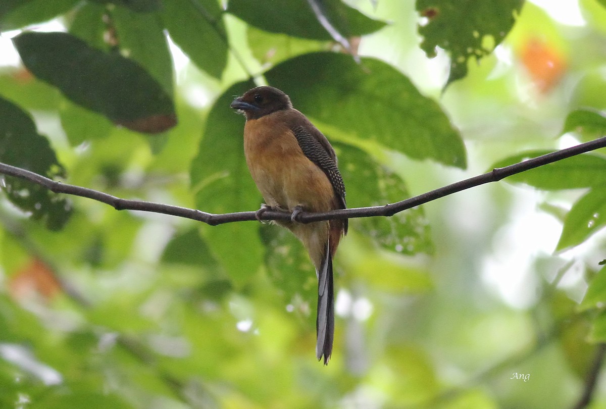 trogon zlatohřbetý - ML62499381