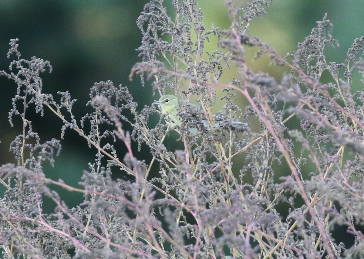 Blackpoll Warbler - ML624993825
