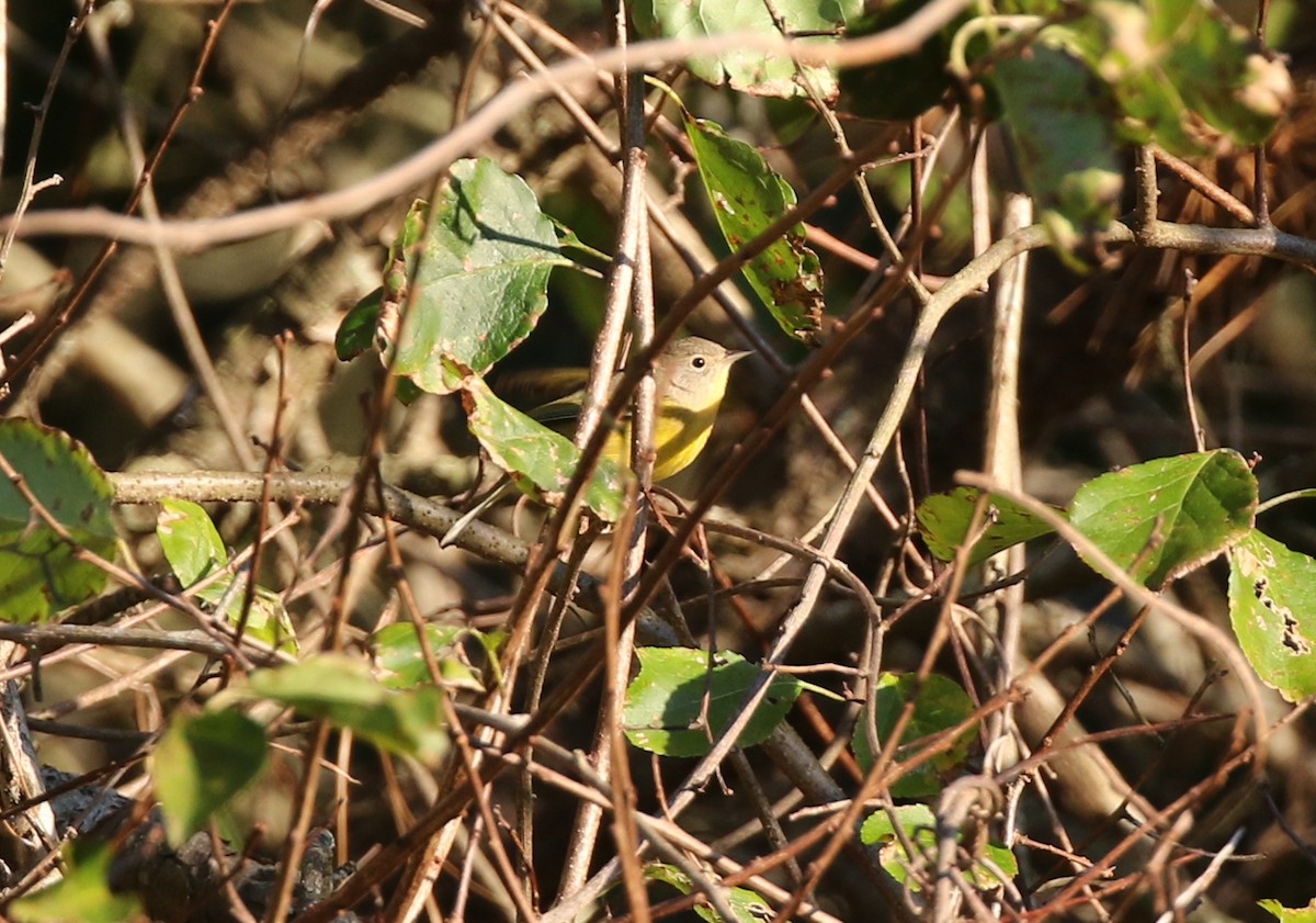 Nashville Warbler - ML624993855