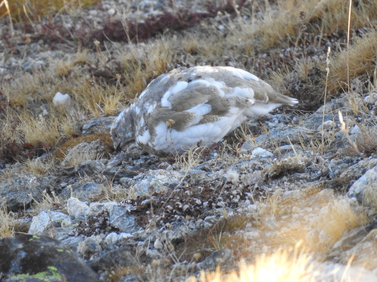 bělokur běloocasý - ML624993890