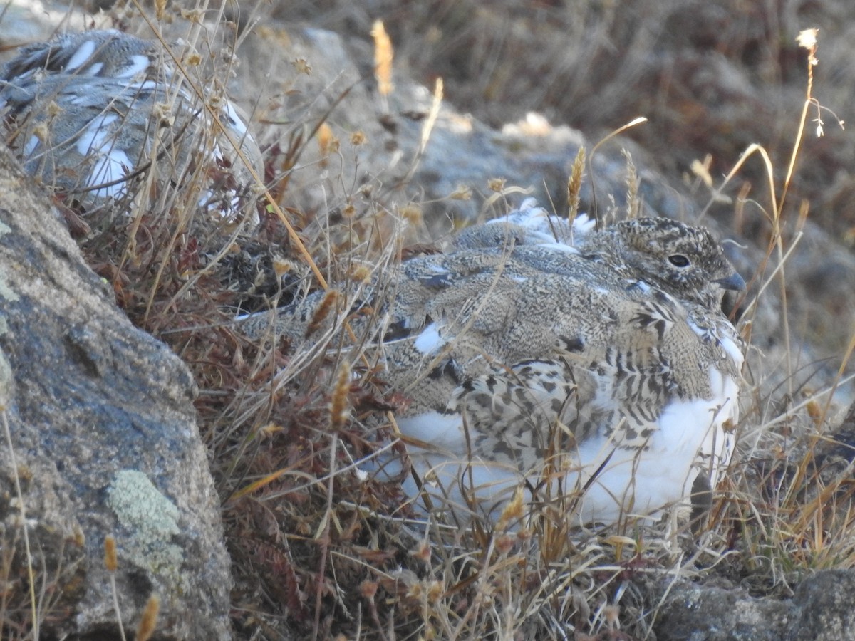 bělokur běloocasý - ML624993891