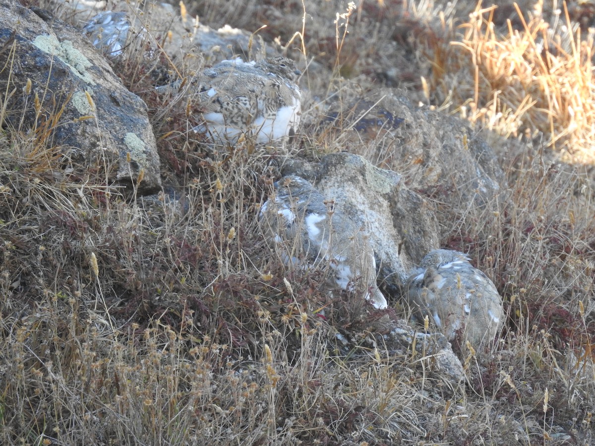 bělokur běloocasý - ML624993892