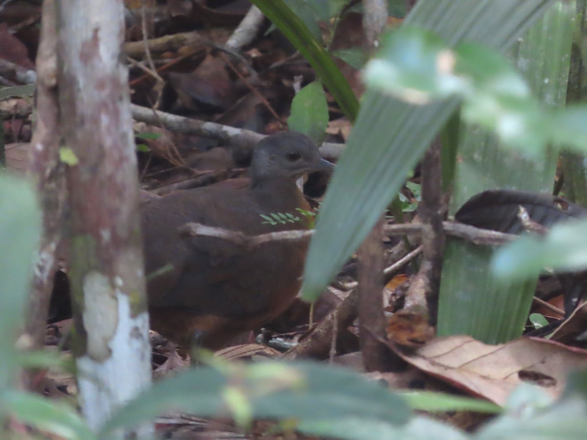 Little Tinamou - ML624993991