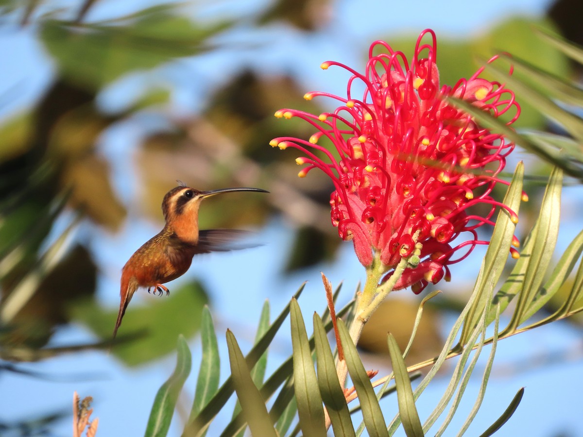 Reddish Hermit - ML624993992