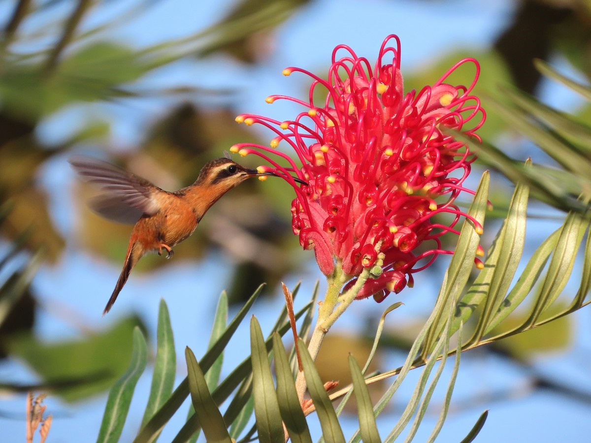 Reddish Hermit - ML624993993