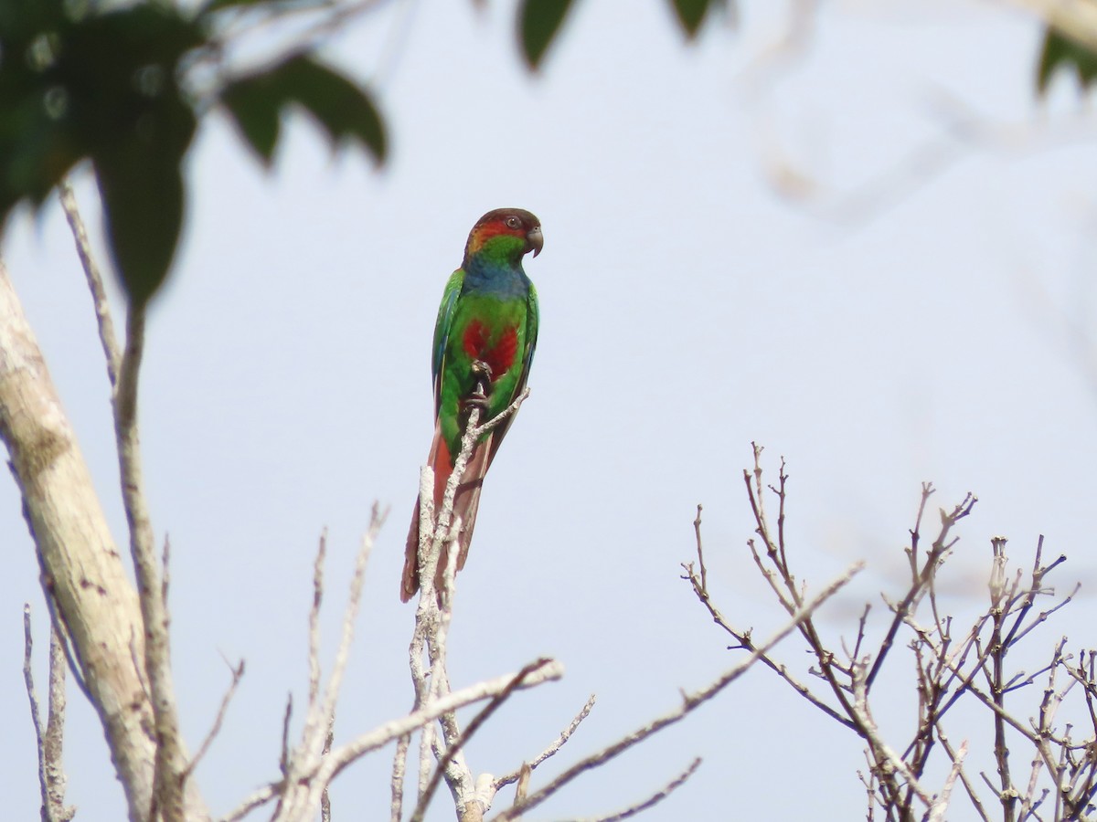 Ochre-marked Parakeet - ML624993997