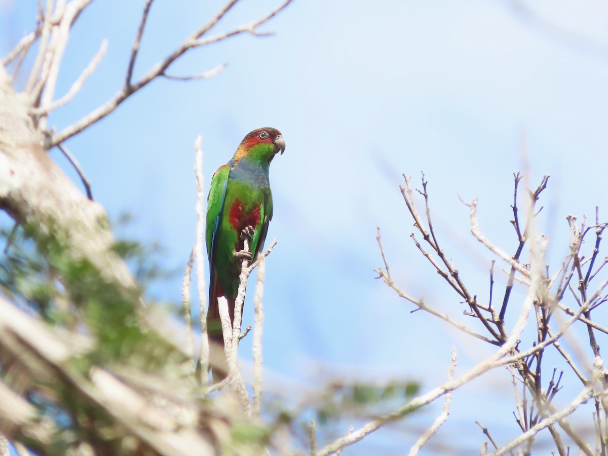 Ochre-marked Parakeet - ML624993998