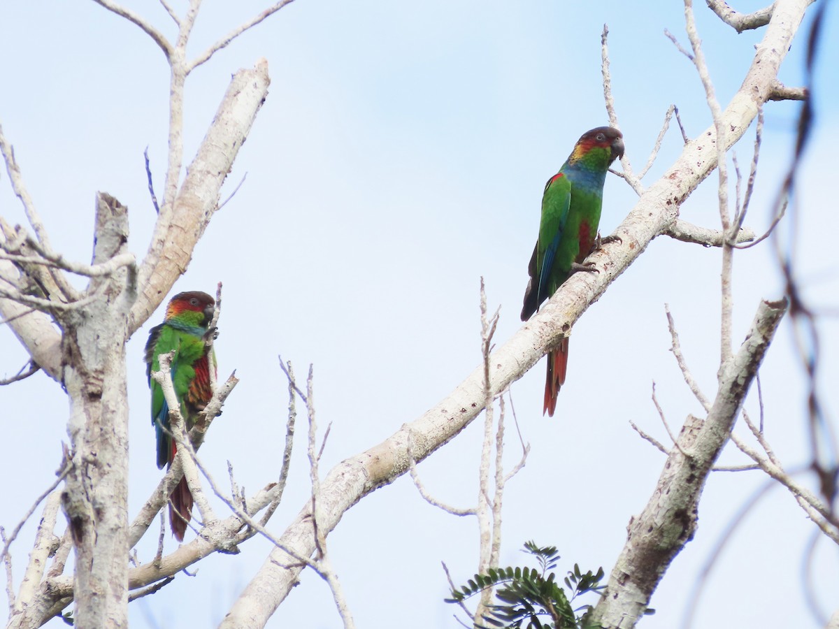 Ochre-marked Parakeet - ML624994000