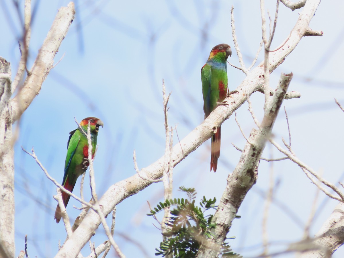 Ochre-marked Parakeet - ML624994001