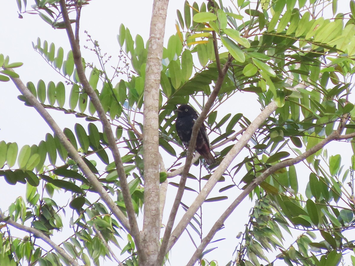 White-winged Cotinga - ML624994009