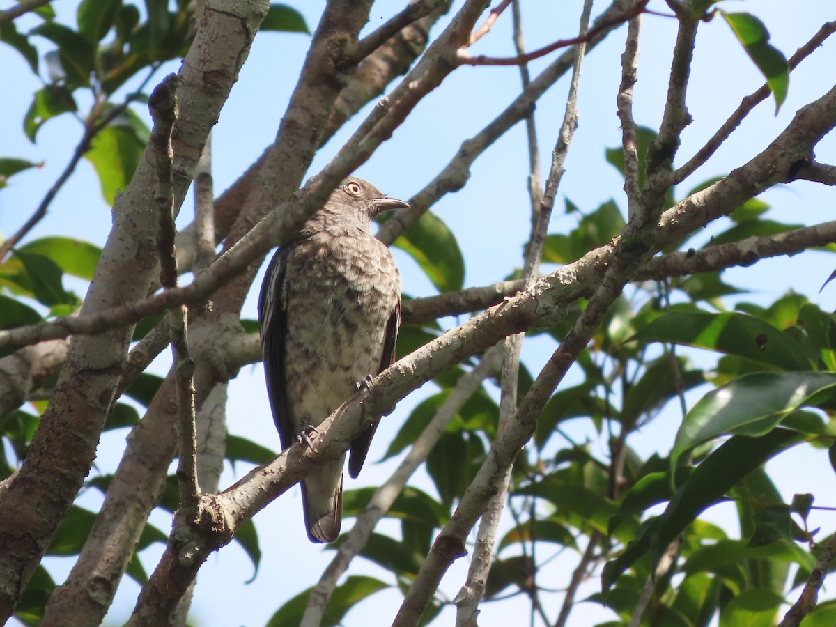 White-winged Cotinga - ML624994010