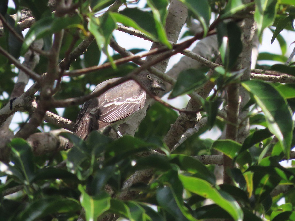 White-winged Cotinga - ML624994011