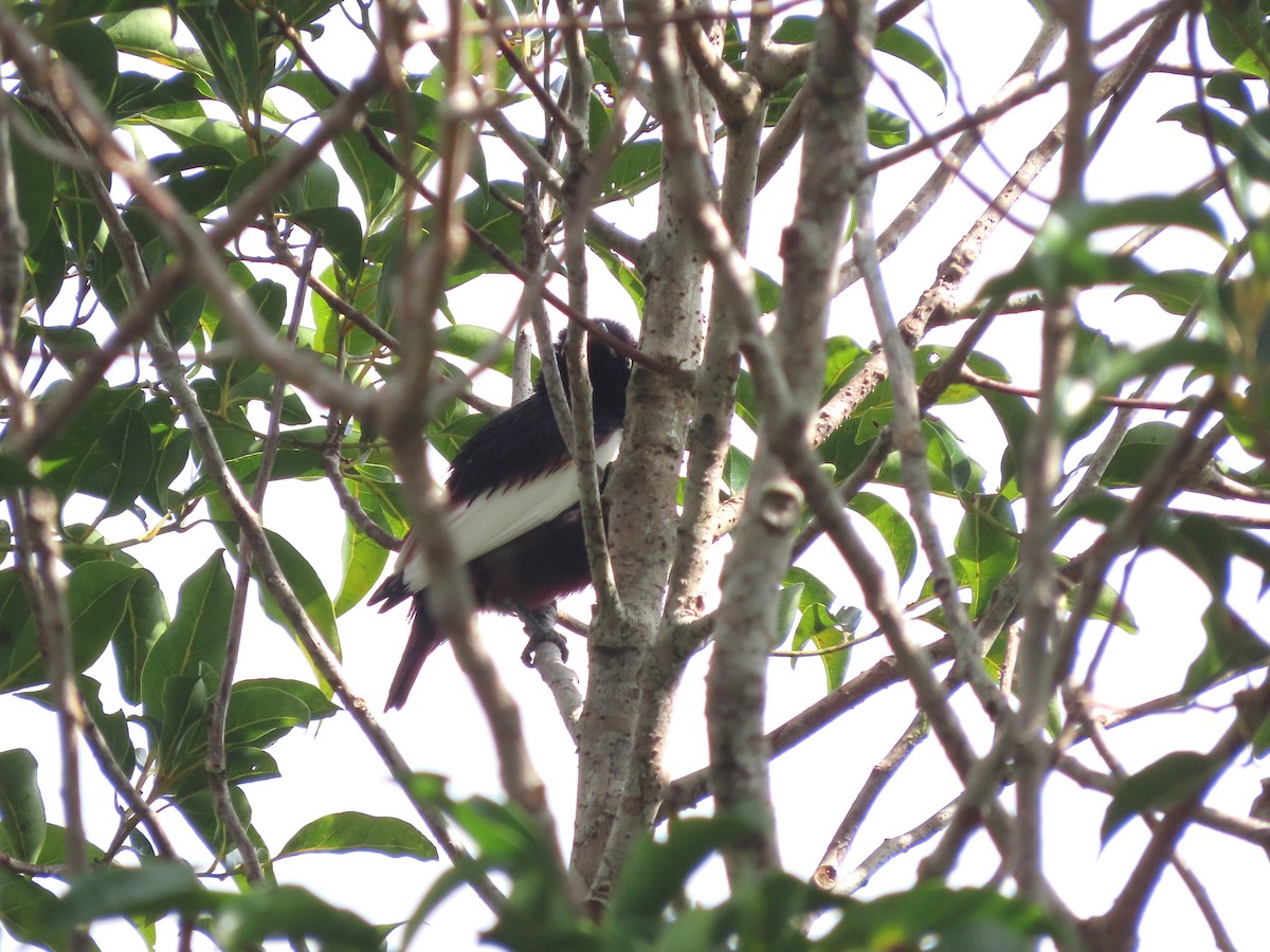 White-winged Cotinga - ML624994013