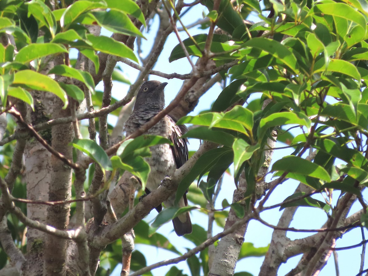 White-winged Cotinga - ML624994014