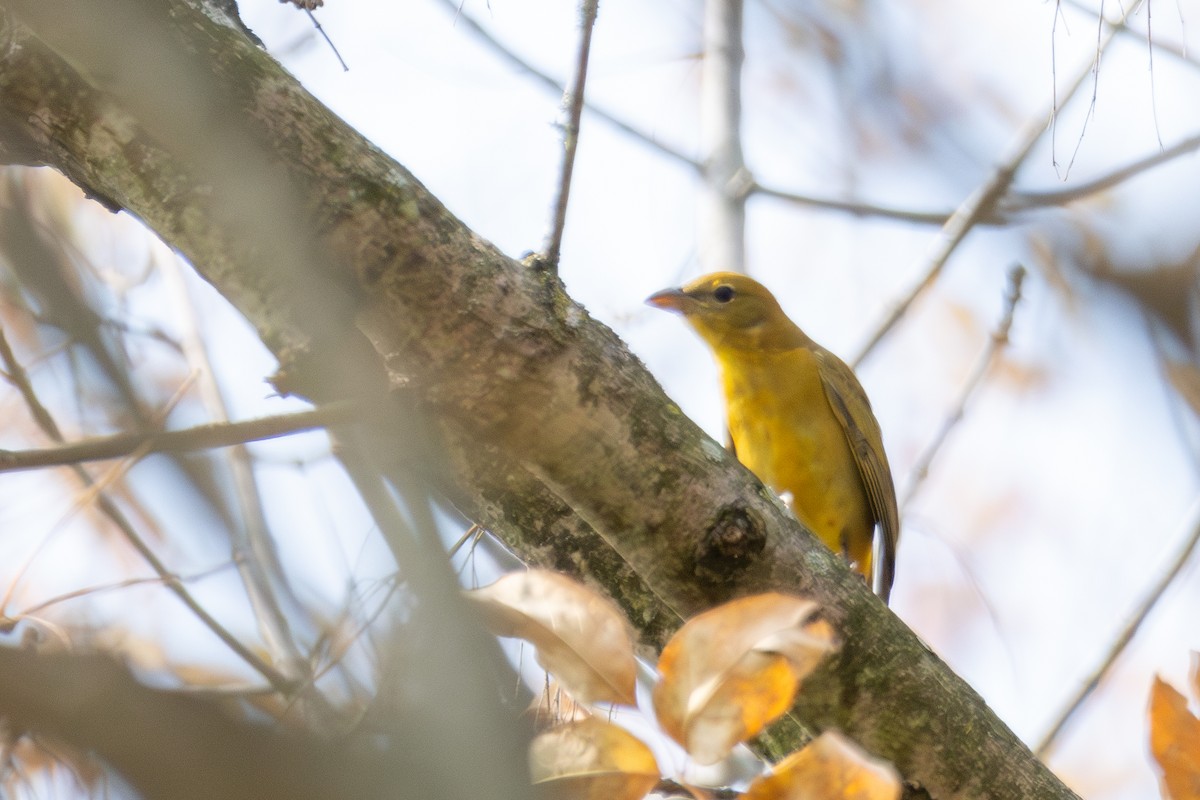 Summer Tanager - ML624994035