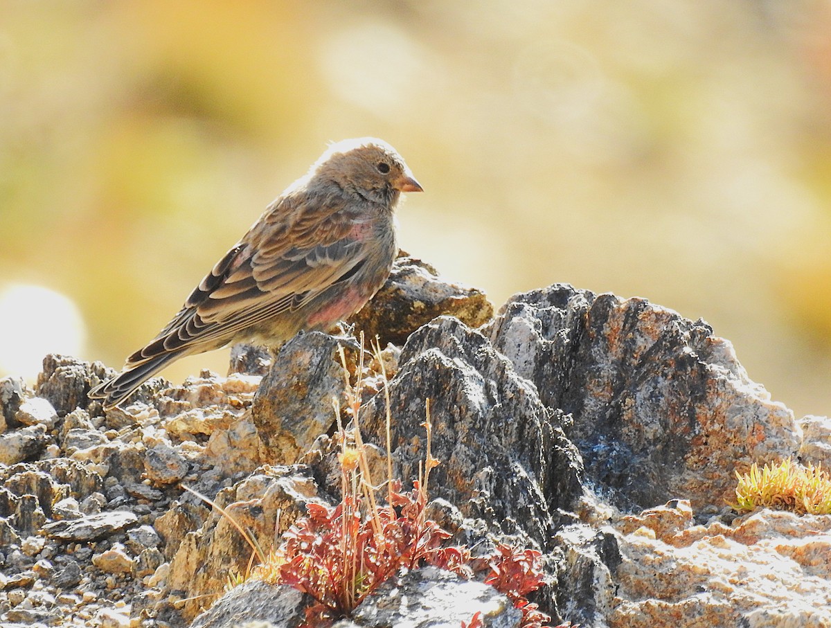 pěnkavice coloradská - ML624994083