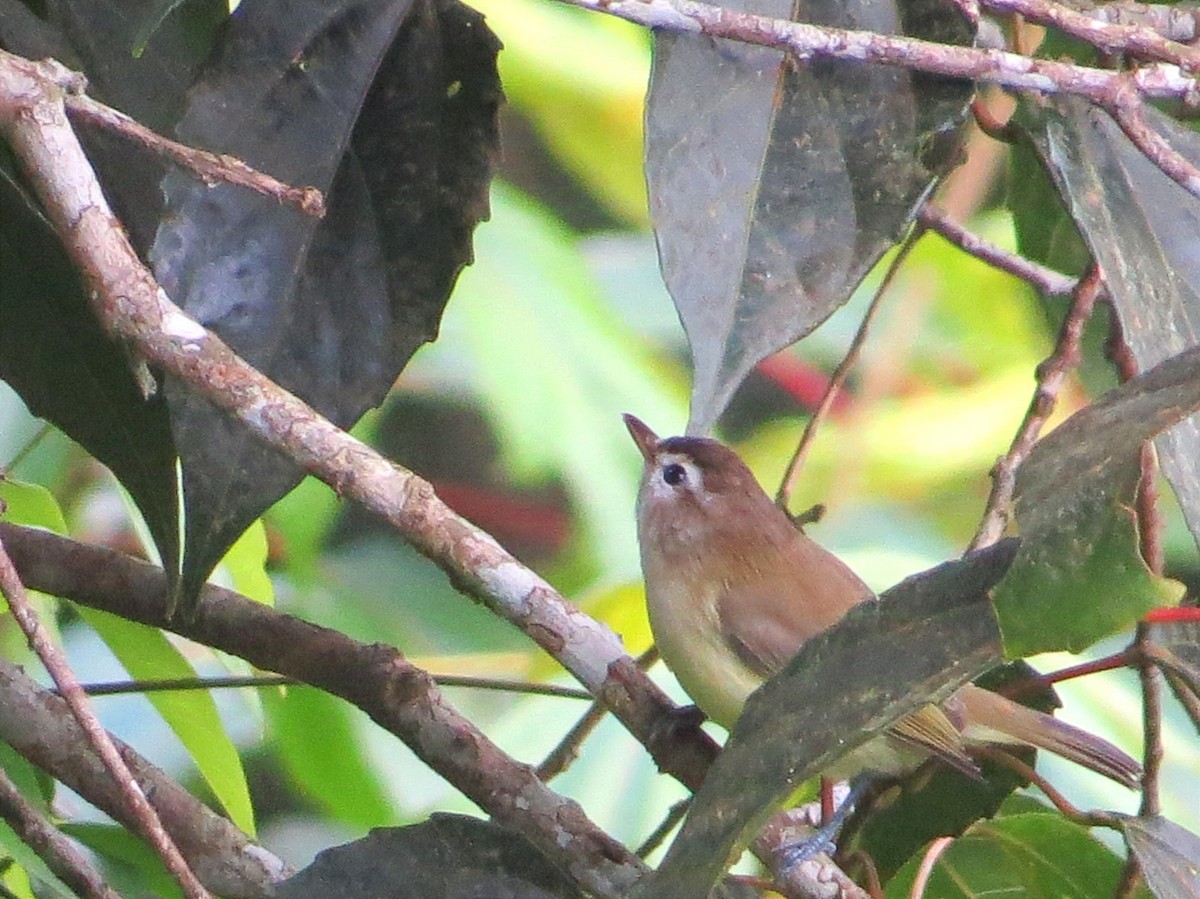 Brown-capped Vireo - ML624994175