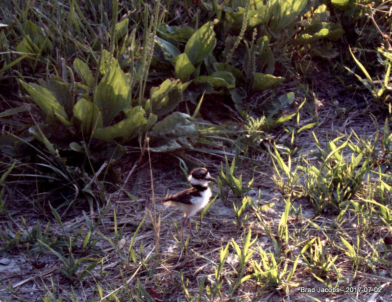 Killdeer - ML62499431