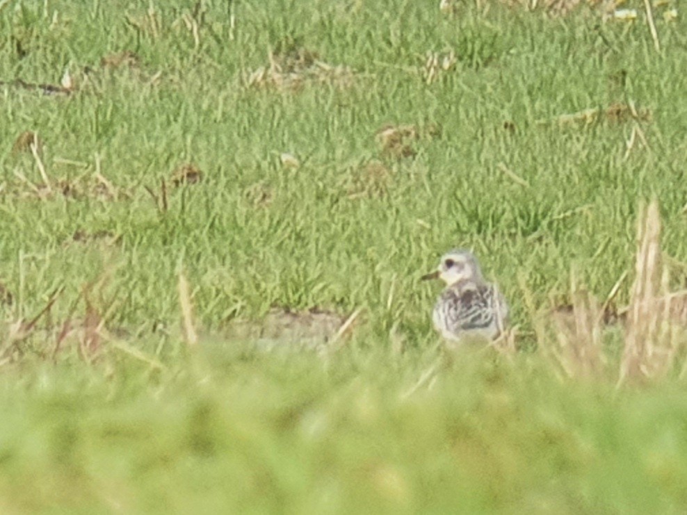 Black-bellied Plover - ML624994340