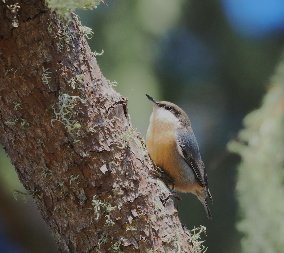 Pygmy Nuthatch - ML624994488