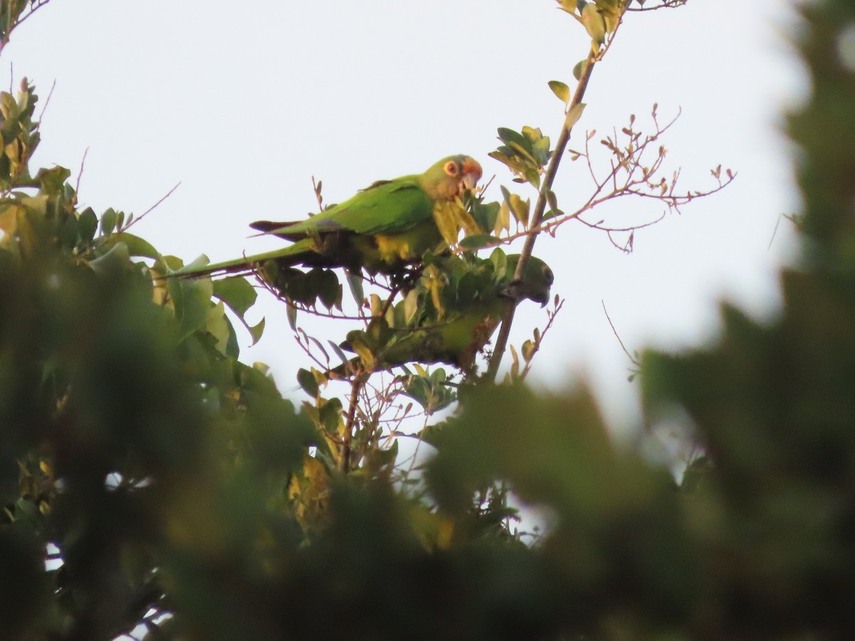 Peach-fronted Parakeet - ML624994495