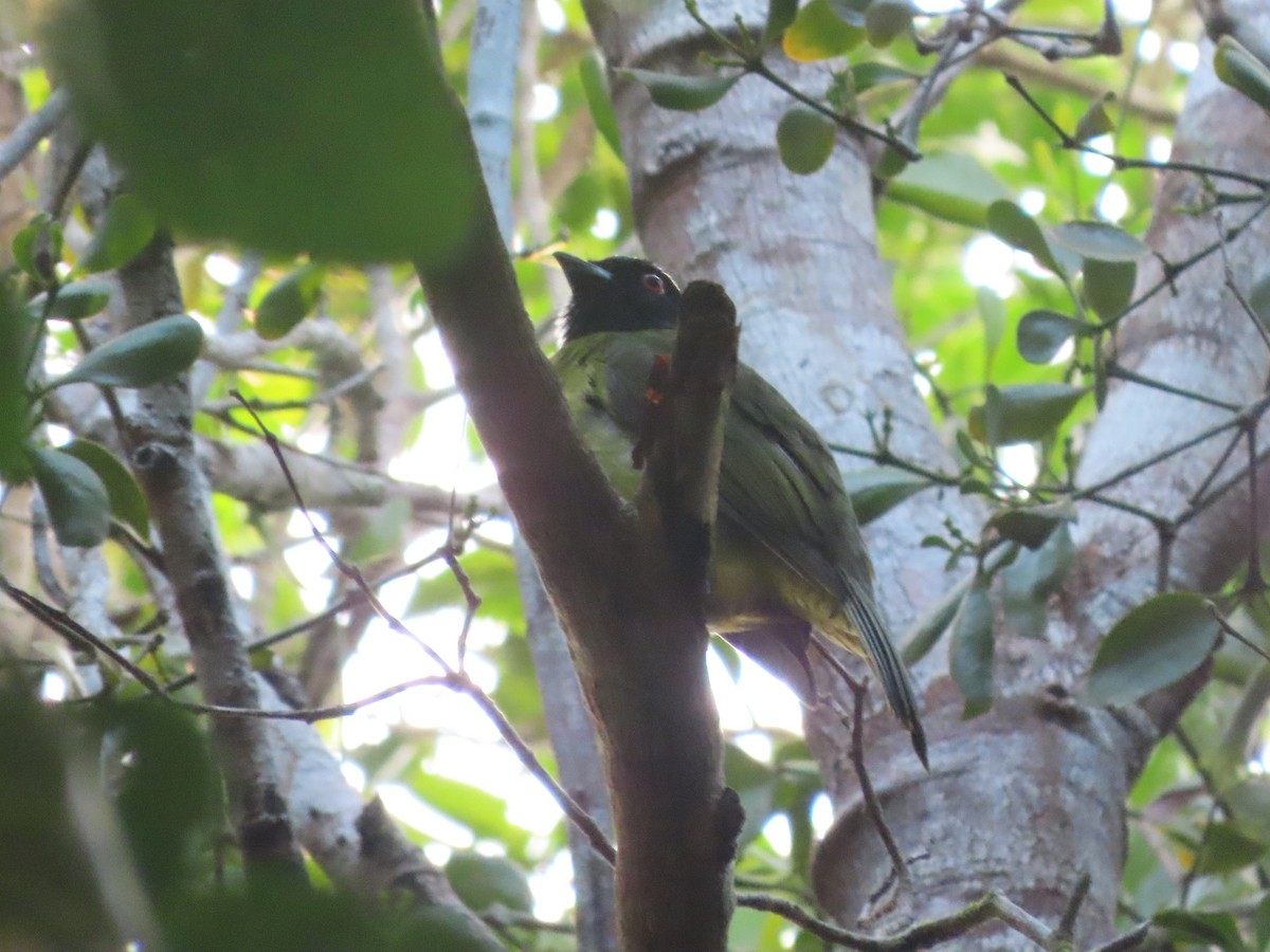 Black-headed Berryeater - ML624994498