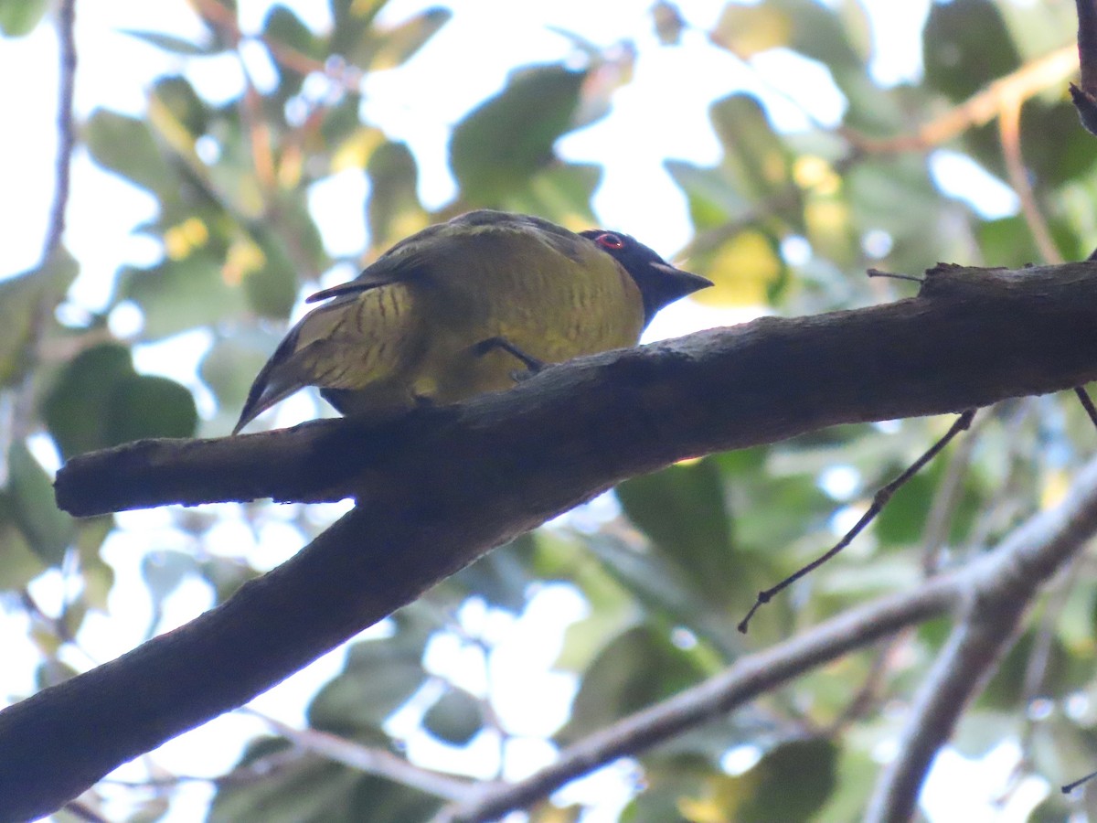 Black-headed Berryeater - ML624994499