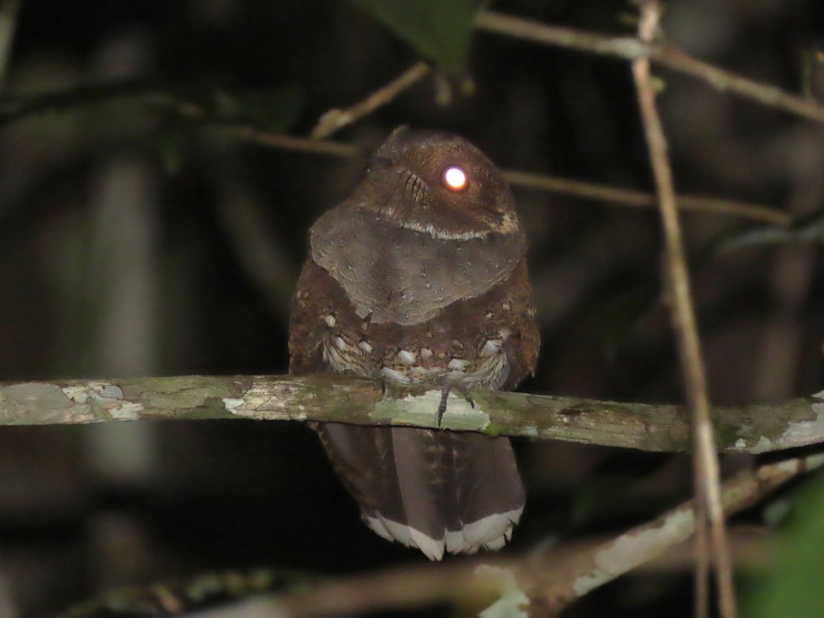 Ocellated Poorwill - ML624994502