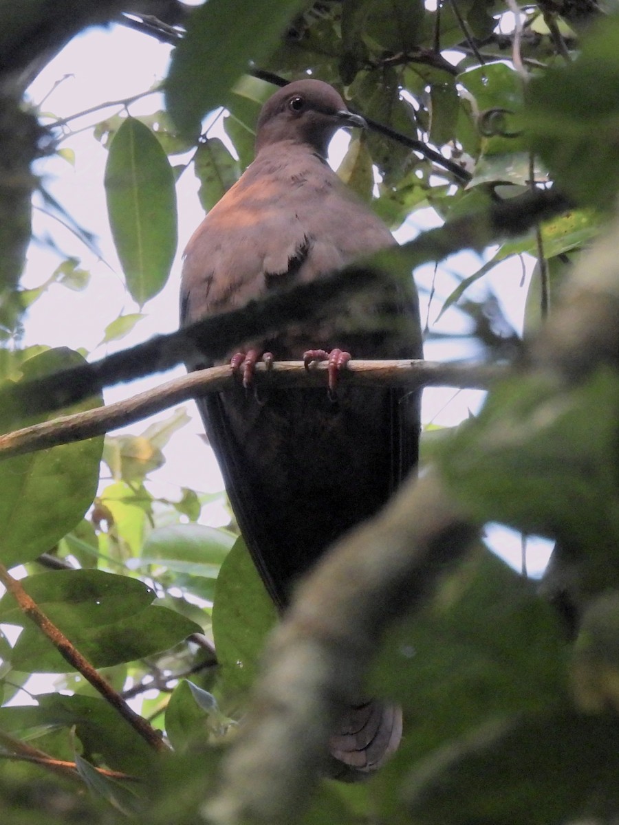 Plumbeous Pigeon - ML624994547