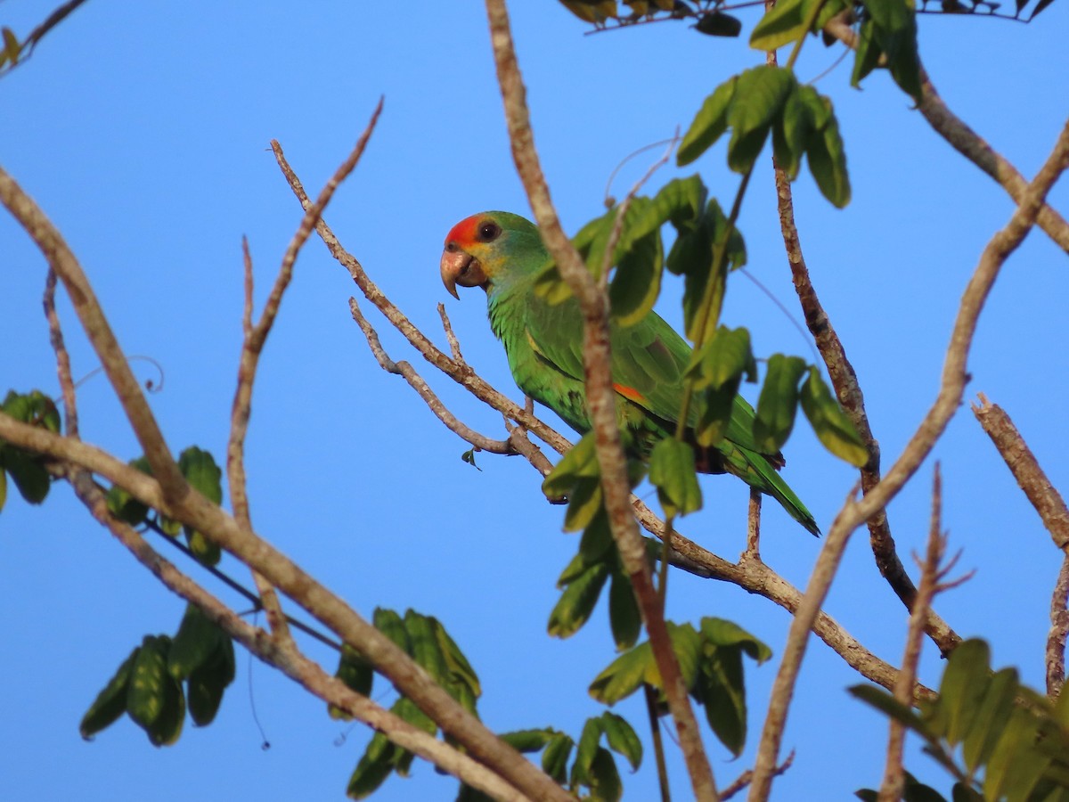 Red-browed Amazon - ML624994622