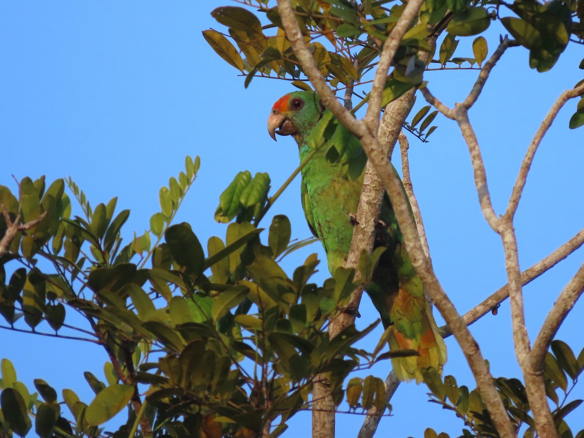 Red-browed Amazon - ML624994623