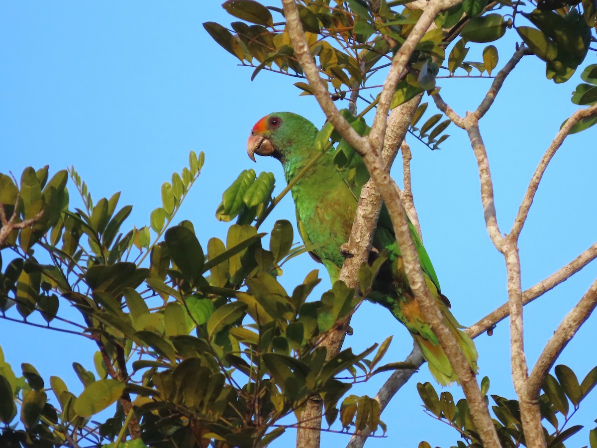 Red-browed Amazon - ML624994624