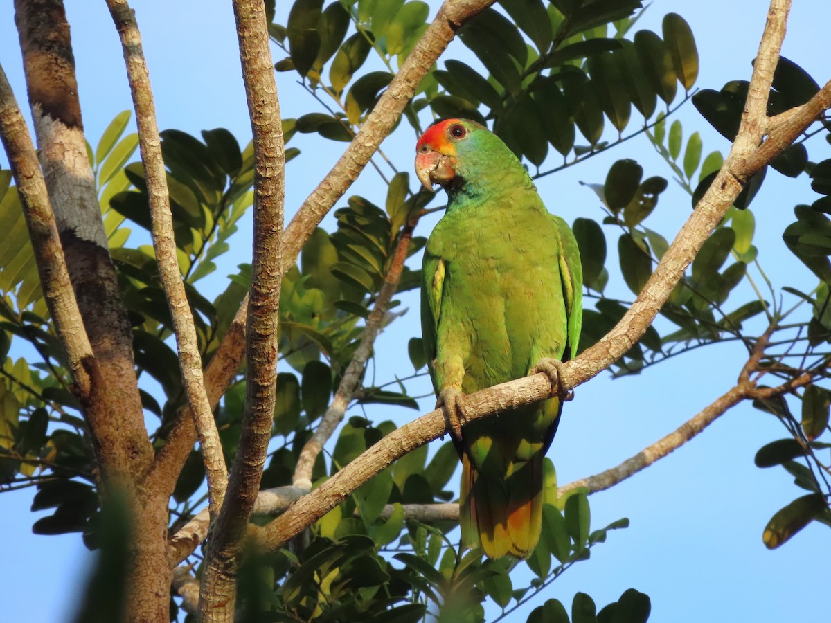 Red-browed Amazon - ML624994625