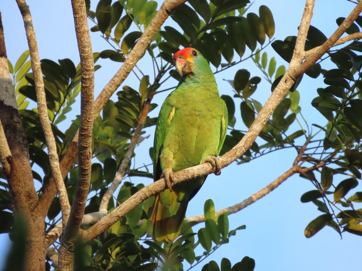 Red-browed Amazon - ML624994626